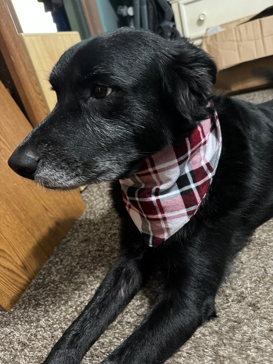 Pet bandana - large